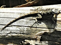 Sceloporus anahuacus