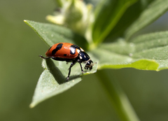 Hippodamia caseyi