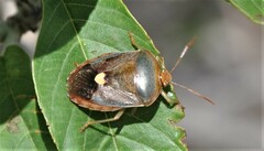 Ascra cordifera