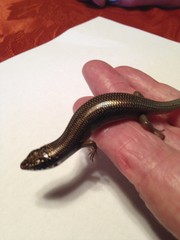 Plestiodon obsoletus