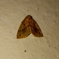 Xanthia rectilineata