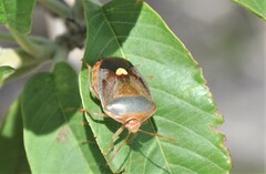 Ascra cordifera
