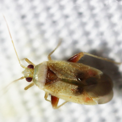 Parthenicus juniperi