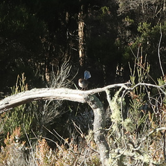 Malurus cyaneus cyaneus