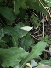 Pieris rapae