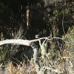 Malurus cyaneus cyaneus