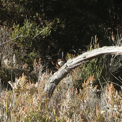 Malurus cyaneus cyaneus
