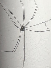 Leiobunum