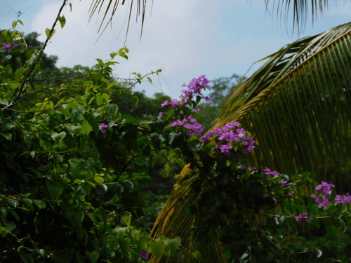 Chaknetolok (Bignonia diversifolia)