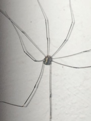 Leiobunum