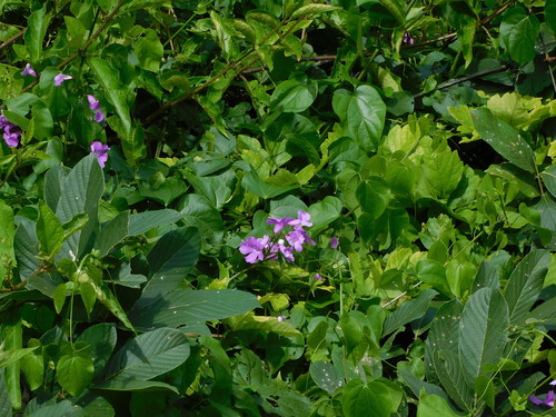 Image of Bignonia diversifolia by no rights reserved