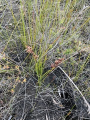 Machaerina rubiginosa