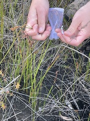 Machaerina rubiginosa