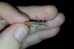 Stenobothrus fischeri