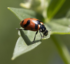 Hippodamia caseyi