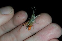 Stenobothrus fischeri