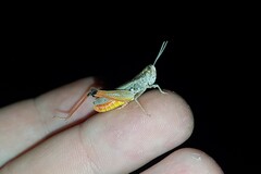 Stenobothrus fischeri