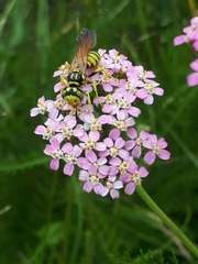Philanthus crabroniformis