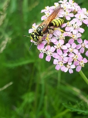 Philanthus crabroniformis