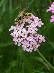 Philanthus crabroniformis