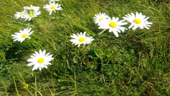 Leucanthemum heterophyllum