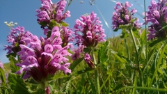 Betonica hirsuta