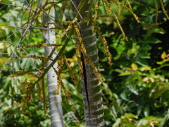 Dypsis lutescens