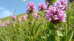Betonica hirsuta