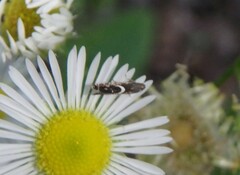 Diploschizia impigritella