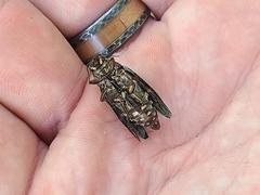 Buprestis consularis