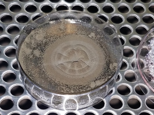 Verrugose (Cladosporium cladosporioides)