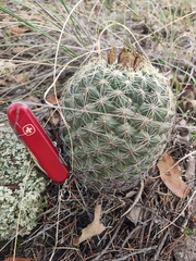 Coryphantha compacta