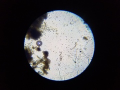 Cladosporium cladosporioides