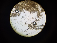 Cladosporium cladosporioides