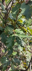Quercus deserticola