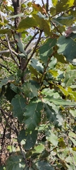 Quercus deserticola