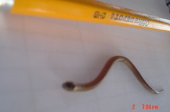 Tantilla