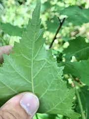 Agromyza alnibetulae