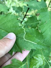 Agromyza alnibetulae