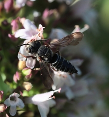 Coelioxys modestus