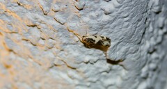 Tarache tetragona