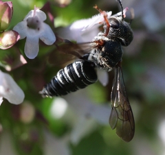 Coelioxys modestus