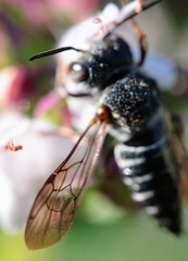 Coelioxys modestus