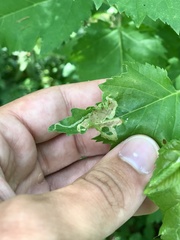 Agromyza alnibetulae