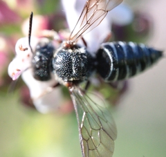 Coelioxys modestus