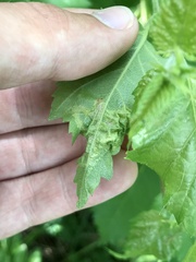 Agromyza alnibetulae