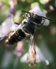 Coelioxys modestus