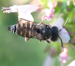 Coelioxys modestus