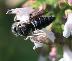 Coelioxys modestus