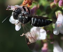 Coelioxys modestus